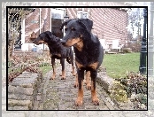 Beaucerony