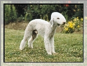 Bedlington Terrier