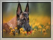 Owczarek belgijski Malinois, Pies, Mordka