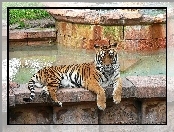 Bengalski, ZOO, Tygrys, Basen