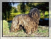 Bergamasco, park