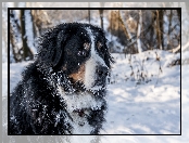 Berneński pies pasterski, Śnieg