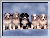 Berneński Pies Pasterski, Owczarki australijskie-australian shepherd, Szczeniaki, Cztery