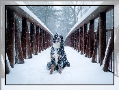 Berneński pies pasterski, Śnieg, Pies, Most