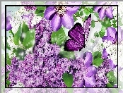 Motyl, Bez, Clematis