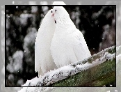 Białe, Śnieg, Dwa, Gołębie