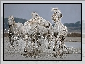 Białe, Woda, Konie, Galop