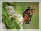 Kwiaty, Białe, Admirał purpurowy, Motyl, Limenitis arthemis