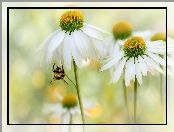 Białe, Pszczoła, Kwiaty, Jeżówki