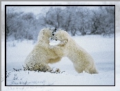 białe, las, Niedźwiedzie, śnieg