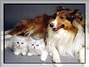 Kotki, Owczarek szkocki długowłosy, Białe, Pies