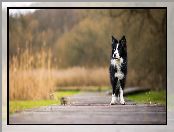 Biało-czarny, Kładka, Pies, Border collie