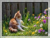 Kwiaty, Pszczoła, Płot, Biało-rudy, Kot
