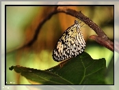 Motyl, Biało, Czarny