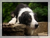 Pies, Biało, Border Collie, Oczy, Czarny, Brązowe