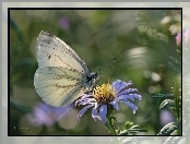 Biały, Astry, Bielinek, Motyl