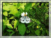 Bielinek, Biały, Motyl