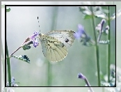 Bielinek, Biały, Motyl