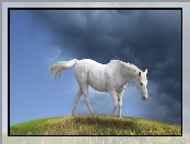 Chmury, Biały, Koń