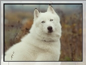 Husky, Biały, Siberian