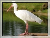 Ibis Biały, Woda