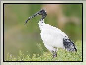 Biały, Ibis