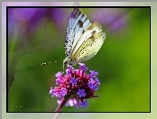 Motyl, Kwiaty, Biały, Bielinek