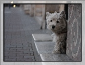 West Highland White Terrier