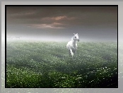 Mgła, Biały, Koń