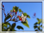 Biały, Motyl