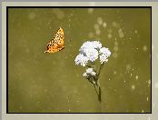 Motyl, Biały, Kwiat