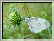 Bielinek, Biały, Motyl