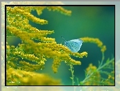 Bielinek, Motyl, Żółte, Nawłoć, Kwiaty