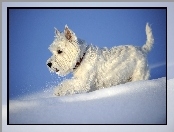 Śnieg, Biały, Pies