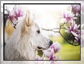 Biały owczarek szwajcarski, Magnolie, Pies, Kwiaty