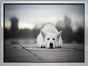 Biały owczarek szwajcarski, Pies, Leżący