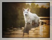 Biały Owczarek Szwajcarski, Pies, Woda