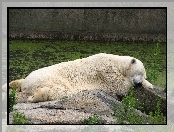 Polarny, Biały, Miś