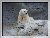 Polarny, Biały, Niedźwiadek