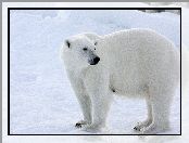 Polarny, Biały, Niedźwiedź