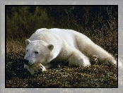 Polarny, Biały, Niedźwiedź