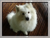 Samoyed, Biały, Piesek