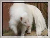 Biały, Skunks