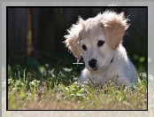 Szczeniaczek, Golden Retriever, Biały, Trawa