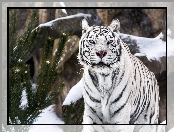 Biały, Śnieg, Tygrys, Sosna