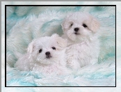 Bichon Frise, Dwa, Pieski