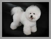 Bichon frise, Piesek