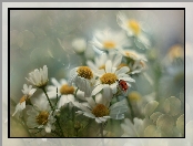 Biedronka, Owad, Rumian polny, Kwiaty