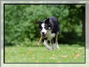 Bieg, Łąka, Border collie, Aport