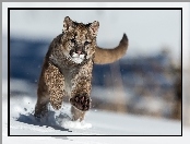 Śnieg, Biegnąca, Puma